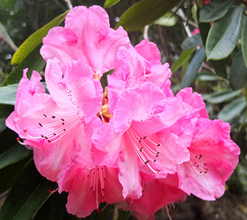  A rhododendron tree! 