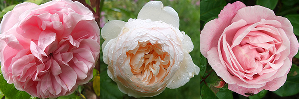  Strawberry Hill, Windemere, Gerbe Rose 