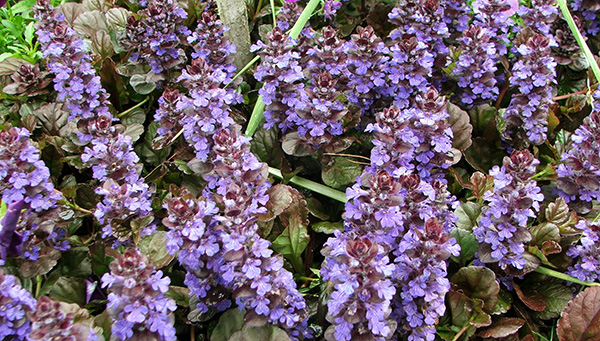  Flowering later in spring. 