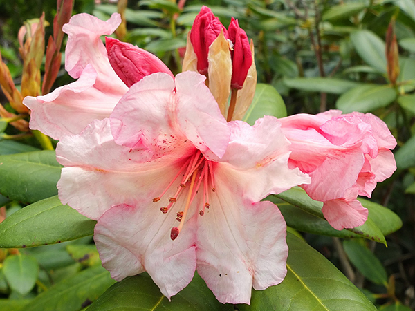  A rescued rhododendron. 