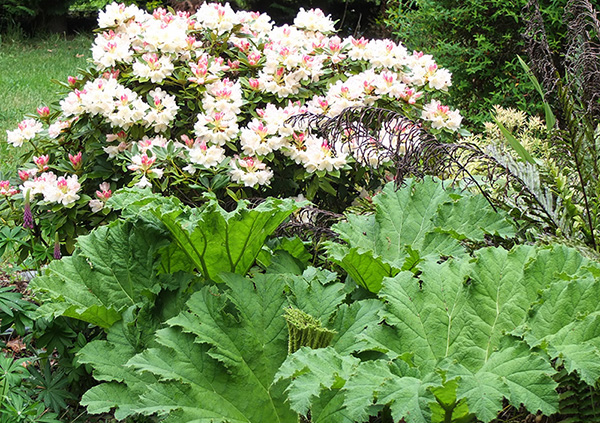  And the Gunnera in full leaf! 