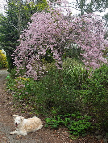  A weeping Prunus tree in the driveway. 