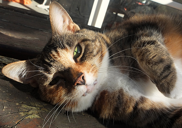  Sunbathing on the patio table. 