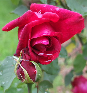  A very pretty deep pinky-red climber. 