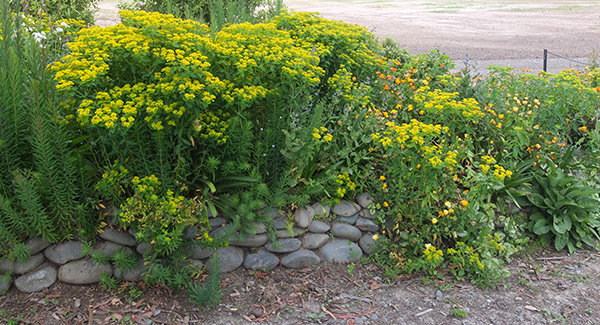  Euphorbias are so pretty at this time of the year. 