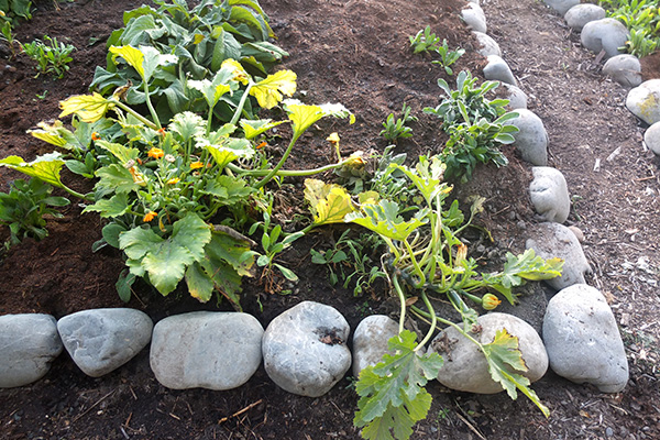  The courgettes still trying to grow. 