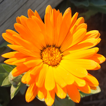  These self-sow in the Allotment Garden 