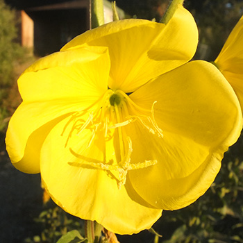  Another self-seeder in the Allotment Garden, flowering now. 