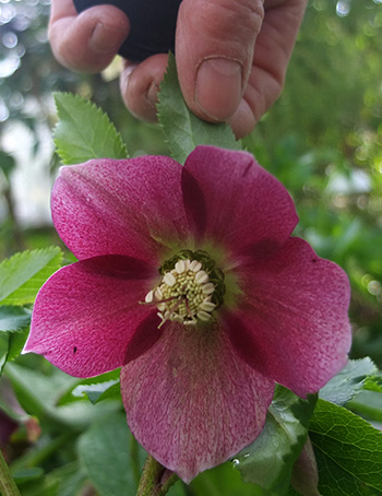  A very pretty dark pink. 