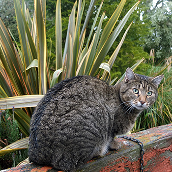  In the Stables Garden. 