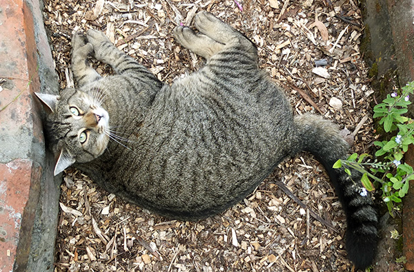  Tiddles loves snoozing in the garden. 