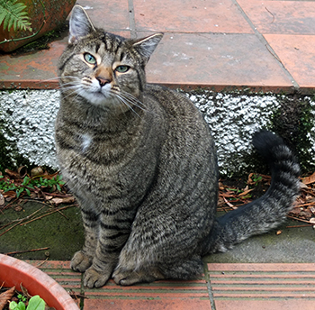  On the patio step. 