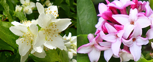  Late spring, early spring flowering. 