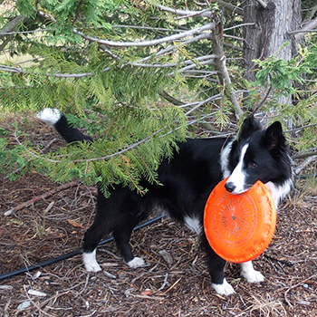  With her frisbee. 