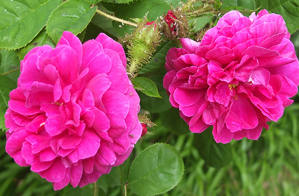  Bright and pretty by the pond. 