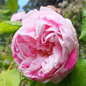  An old-fashioned striped rose. 