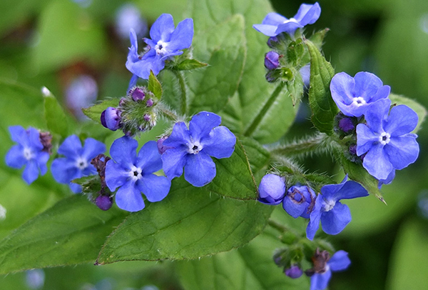  Another Garden Baddie - but the bees love it! 