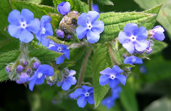  A perennial forget-me-not. 