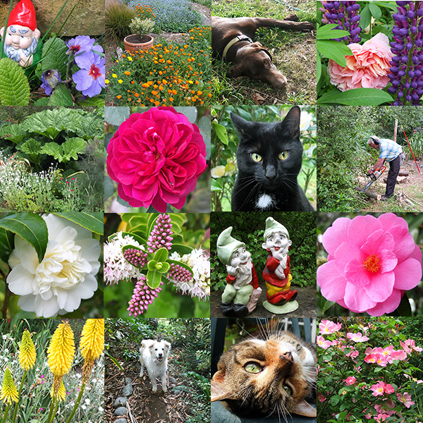  Cats, dogs, flowers, garden things... 