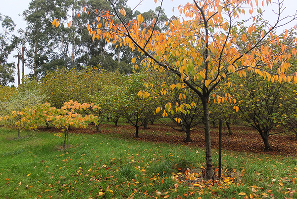  Cat memorial trees and Hazelnuts. 