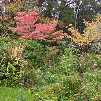  Trees in the Island Bed - Cornus and Prunus. 