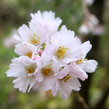  Flowering now! 