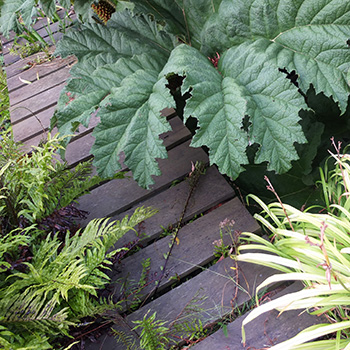  Gunnera leaf. 