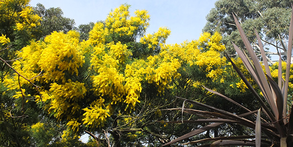  Cheerful flowers! 