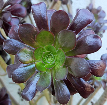  Sheltered under the eaves of the house in a pot. 