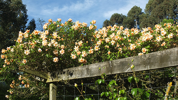  A beautiful climbing rose. 