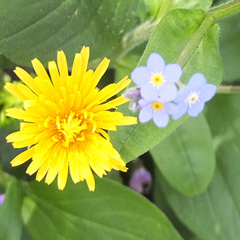  Yellow and blue - so pretty. 
