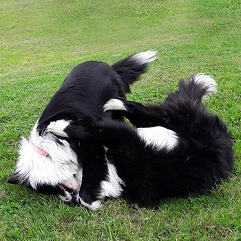  Two Collies. 