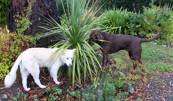  Sniffing around a small cabbage tree. 