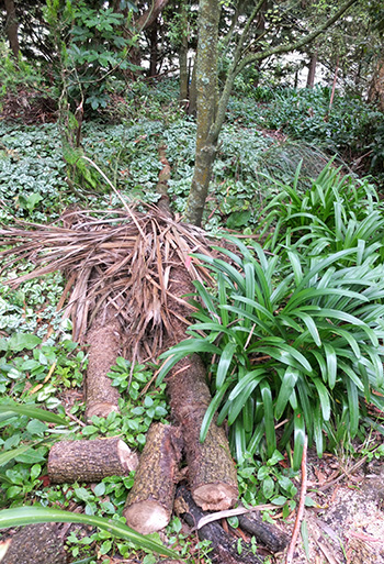  The log pieces will be stacked for firewood. 