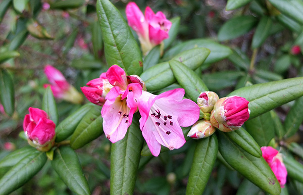  The large Azalea in the Island Bed. 