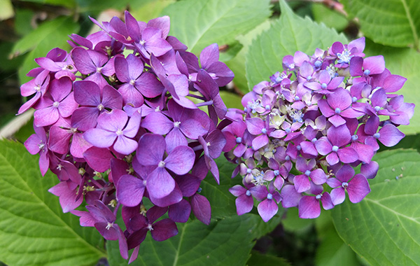  Their flowers are starting to change colour now. Autumn is near! 