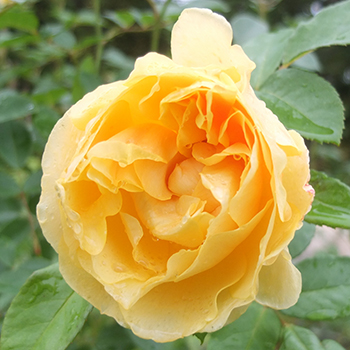  In the Allotment Garden. 