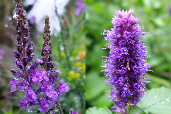  Flowering now - a weed and Agastache. 