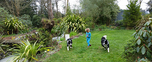  The dogs with one of my little visitors. 