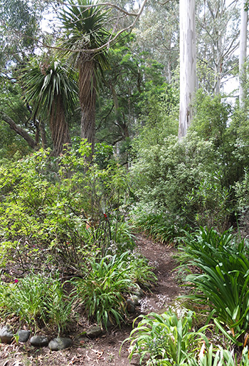  One of the cleared paths. 