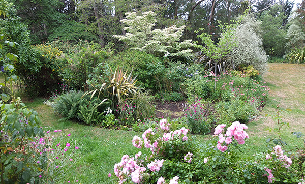  The large Choisya shrub which used to fill up the middle has been severely trimmed. 