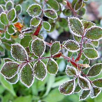  On rose leaves. 