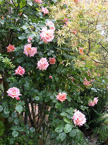  By the front patio. 