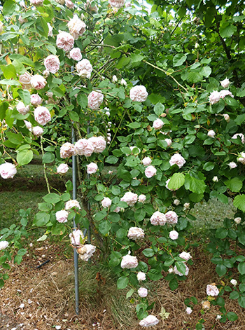  In the orchard. 