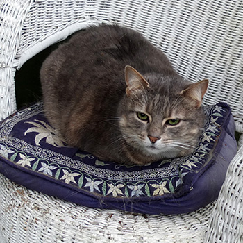  On her cushion. 