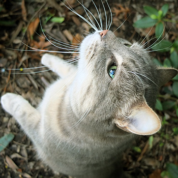  My cottage cat. 