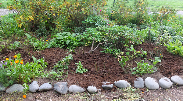  And manure spread out. 