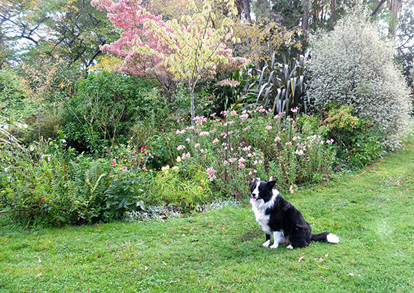  Lovely green lawn! 