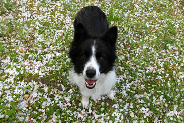  The plum blossom has all fallen down. 