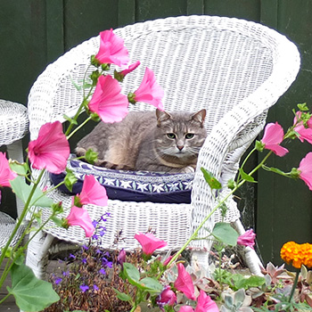  My grey cottage cat. 